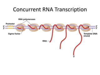 Concurrent RNA Transcription
 