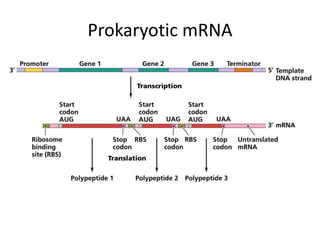Prokaryotic mRNA
 