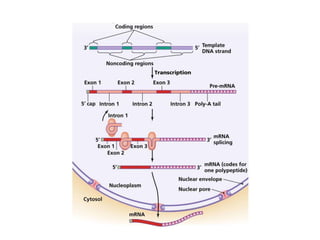 Eukaryotic mRNA
 