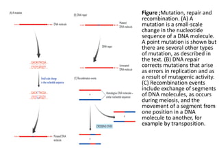 • Figure ;Mutation, repair and
recombination. (A) A
mutation is a small-scale
change in the nucleotide
sequence of a DNA molecule.
A point mutation is shown but
there are several other types
of mutation, as described in
the text. (B) DNA repair
corrects mutations that arise
as errors in replication and as
a result of mutagenic activity.
(C) Recombination events
include exchange of segments
of DNA molecules, as occurs
during meiosis, and the
movement of a segment from
one position in a DNA
molecule to another, for
example by transposition.
 