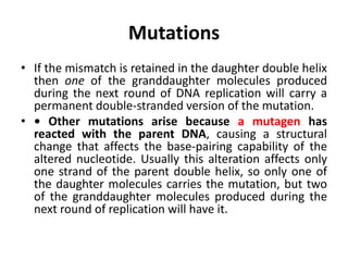 Mutations
• If the mismatch is retained in the daughter double helix
then one of the granddaughter molecules produced
during the next round of DNA replication will carry a
permanent double-stranded version of the mutation.
• • Other mutations arise because a mutagen has
reacted with the parent DNA, causing a structural
change that affects the base-pairing capability of the
altered nucleotide. Usually this alteration affects only
one strand of the parent double helix, so only one of
the daughter molecules carries the mutation, but two
of the granddaughter molecules produced during the
next round of replication will have it.
 
