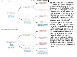 Mutations• Figure. Examples of mutations.
(A) An error in replication leads
to a mismatch in one of the
daughter double helices, in this
case a T-to-C change because
one of the As in the template
DNA was miscopied. When the
mismatched molecule is itself
replicated it gives one double
helix with the correct sequence
and one with a mutated
sequence. (B) A mutagen has
altered the structure of an A in
the lower strand of the parent
molecule, giving nucleotide X,
which does not base-pair with
the T in the other strand so, in
effect, a mismatch has been
created. When the parent
molecule is replicated, X base-
pairs with C, giving a mutated
daughter molecule. When this
daughter molecule is replicated,
both granddaughters inherit the
mutation.
 