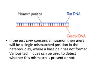 • If the test DNA contains a mutation then there
will be a single mismatched position in the
heteroduplex, where a base pair has not formed.
Various techniques can be used to detect
whether this mismatch is present or not:
 
