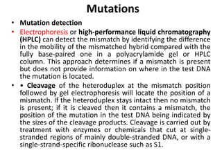 Mutations
• Mutation detection
• Electrophoresis or high-performance liquid chromatography
(HPLC) can detect the mismatch by identifying the difference
in the mobility of the mismatched hybrid compared with the
fully base-paired one in a polyacrylamide gel or HPLC
column. This approach determines if a mismatch is present
but does not provide information on where in the test DNA
the mutation is located.
• • Cleavage of the heteroduplex at the mismatch position
followed by gel electrophoresis will locate the position of a
mismatch. If the heteroduplex stays intact then no mismatch
is present; if it is cleaved then it contains a mismatch, the
position of the mutation in the test DNA being indicated by
the sizes of the cleavage products. Cleavage is carried out by
treatment with enzymes or chemicals that cut at single-
stranded regions of mainly double-stranded DNA, or with a
single-strand-specific ribonuclease such as S1.
 