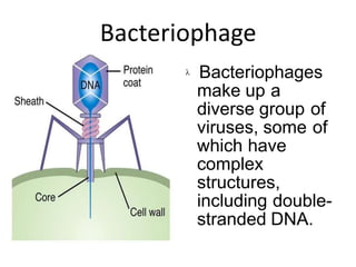 Bacteriophage
 Bacteriophages
make up a
diverse group of
viruses, some of
which have
complex
structures,
including double-
stranded DNA.
 