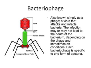 Bacteriophage
 Also known simply as a
phage; a virus that
attacks and infects
bacteria. The infection
may or may not lead to
the death of the
bacterium, depending on
the phage and
sometimes on
conditions. Each
bacteriophage is specific
to one form of bacteria.
 