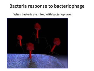 Bacteria response to bacteriophage
When bacteria are mixed with bacteriophage:
 