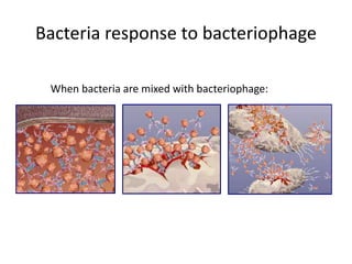 Bacteria response to bacteriophage
When bacteria are mixed with bacteriophage:
 