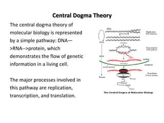 Central Dogma Theory
The central dogma theory of
molecular biology is represented
by a simple pathway: DNA—
>RNA-->protein, which
demonstrates the flow of genetic
information in a living cell.
The major processes involved in
this pathway are replication,
transcription, and translation.
 
