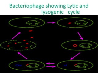 Bacteriophage showing Lytic and
lysogenic cycle
12 Dr.T .Rao M grad e Ser 16
 