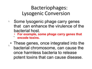 Bacteriophages:
Lysogenic Conversion

Some lysogenic phage carry genes
that can enhance the virulence of the
bacterial host.


• For example, some phage carry genes that
encode toxins.
• These genes, once integrated into the
bacterial chromosome, can cause the
once harmless bacteria to release
potent toxins that can cause disease.
 