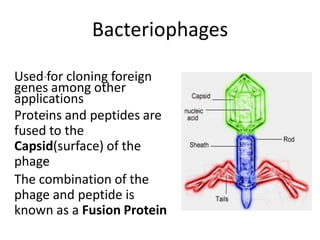 Bacteriophages
•
•
•
Used for cloning foreign
genes among other
applications
Proteins and peptides are
fused to the
Capsid(surface) of the
phage
The combination of the
phage and peptide is
known as a Fusion Protein
 