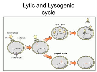 Lytic and Lysogenic
cycle
85
 