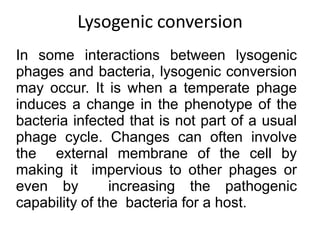 Lysogenic conversion
In some interactions between lysogenic
phages and bacteria, lysogenic conversion
may occur. It is when a temperate phage
induces a change in the phenotype of the
bacteria infected that is not part of a usual
phage cycle. Changes can often involve
the external membrane of the cell by
making it impervious to other phages or
even by increasing the pathogenic
capability of the bacteria for a host.
 