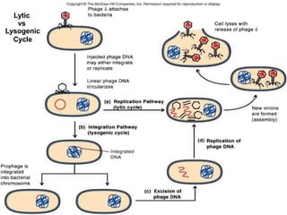 Lytic
vs
Lysogenic
Cycle
 