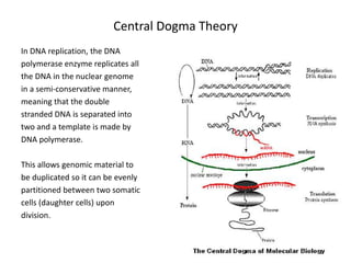 Central Dogma Theory
In DNA replication, the DNA
polymerase enzyme replicates all
the DNA in the nuclear genome
in a semi-conservative manner,
meaning that the double
stranded DNA is separated into
two and a template is made by
DNA polymerase.
This allows genomic material to
be duplicated so it can be evenly
partitioned between two somatic
cells (daughter cells) upon
division.
 