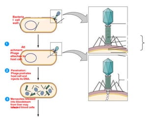 Penetration:
Phage pnetrates
host cell and
injects its DNA.
Merozoites released
into bloodsteam
from liver may
infectnew red blood cells
1
Att
achment:
Phage
attaches to
host cell.
2
3
Bacteria
l cell
wall
Bacterial
chromosom
e
Capsid
Ca
S
T
Ba
Pin
Ce
P
Sh
Ta
 