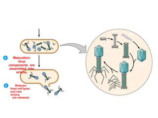 4 Maturation:
Viral
components are
assembled into
virions.
5 Release:
Host cell lyses
and new
virions
are released.
Tail
DNA
Capsid
Tail fibers
 