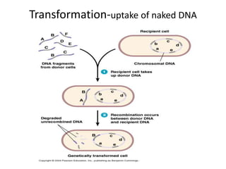 Transformation-uptake of naked DNA
 