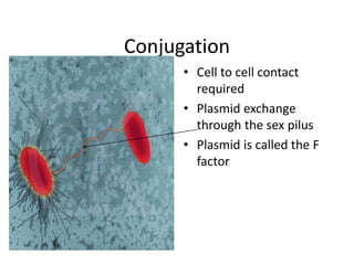 Conjugation
• Cell to cell contact
required
• Plasmid exchange
through the sex pilus
• Plasmid is called the F
factor
 