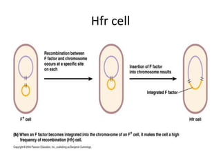 Hfr cell
 