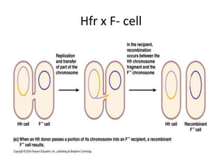 Hfr x F- cell
 