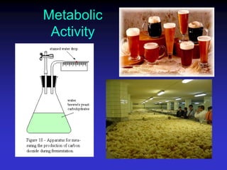 Metabolic
Activity
 