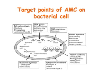 Target points of AMC on
bacterial cell
 