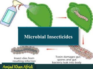 Microbial Insecticides
Amjad Khan Afridi
 