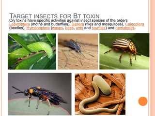 Microbial insecticides | PPTX