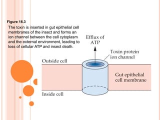 Figure 16.3
The toxin is inserted in gut epithelial cell
membranes of the insect and forms an
ion channel between the cell cytoplasm
and the external environment, leading to
loss of cellular ATP and insect death.
 