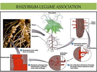 RHIZOBIUM-LEGUME ASSOCIATION
 