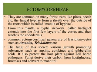 ECTOMYCORRHIZAE
• They are common on many forest trees like pines, beech
etc. the fungal hyphae form a sheath over the outside of
the roots which is called ‘mantle of hyphae’.
• From this mantle, a hyphal network called hartignet
extends into the first few layers of the cortex and then
reaches the endodermis.
• common ectomycorrhizal genera are of Basidiomycetes
such as Amanita, Tricholoma.etc
• The fungi of this secrete various growth promoting
substances such as auxins, cytokines and gibberellin
acids. It also protect the host plant against soil borne
pathogens. Fungi derive their carbon from host(glucose,
fructose) and convert to mannitol.
 