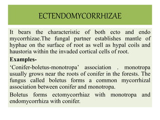 ECTENDOMYCORRHIZAE
It bears the characteristic of both ecto and endo
mycorrhizae.The fungal partner establishes mantle of
hyphae on the surface of root as well as hypal coils and
haustoria within the invaded cortical cells of root.
Examples-
‘Conifer-boletus-monotropa’ association . monotropa
usually grows near the roots of conifer in the forests. The
fungus called boletus forms a common mycorrhizal
association between conifer and monotropa.
Boletus forms ectomycorrhiaz with monotropa and
endomycorrhiza with conifer.
 