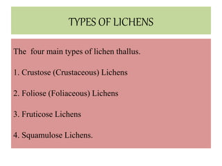 TYPES OF LICHENS
The four main types of lichen thallus.
1. Crustose (Crustaceous) Lichens
2. Foliose (Foliaceous) Lichens
3. Fruticose Lichens
4. Squamulose Lichens.
 