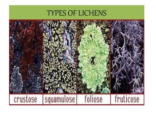 TYPES OF LICHENS
 
