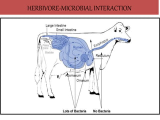 HERBIVORE-MICROBIAL INTERACTION
 