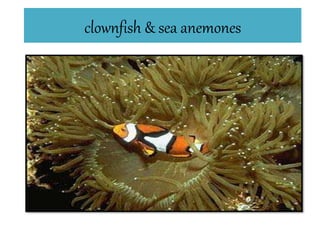 clownfish & sea anemones
 