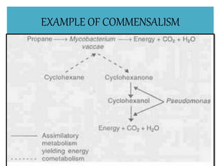 EXAMPLE OF COMMENSALISM
 