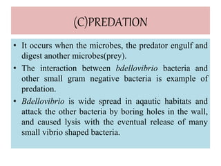 (C)PREDATION
• It occurs when the microbes, the predator engulf and
digest another microbes(prey).
• The interaction between bdellovibrio bacteria and
other small gram negative bacteria is example of
predation.
• Bdellovibrio is wide spread in aqautic habitats and
attack the other bacteria by boring holes in the wall,
and caused lysis with the eventual release of many
small vibrio shaped bacteria.
 