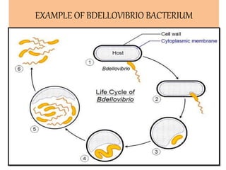 EXAMPLE OF BDELLOVIBRIO BACTERIUM
 