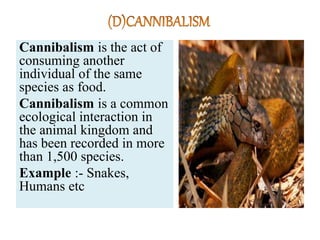 Cannibalism is the act of
consuming another
individual of the same
species as food.
Cannibalism is a common
ecological interaction in
the animal kingdom and
has been recorded in more
than 1,500 species.
Example :- Snakes,
Humans etc
 
