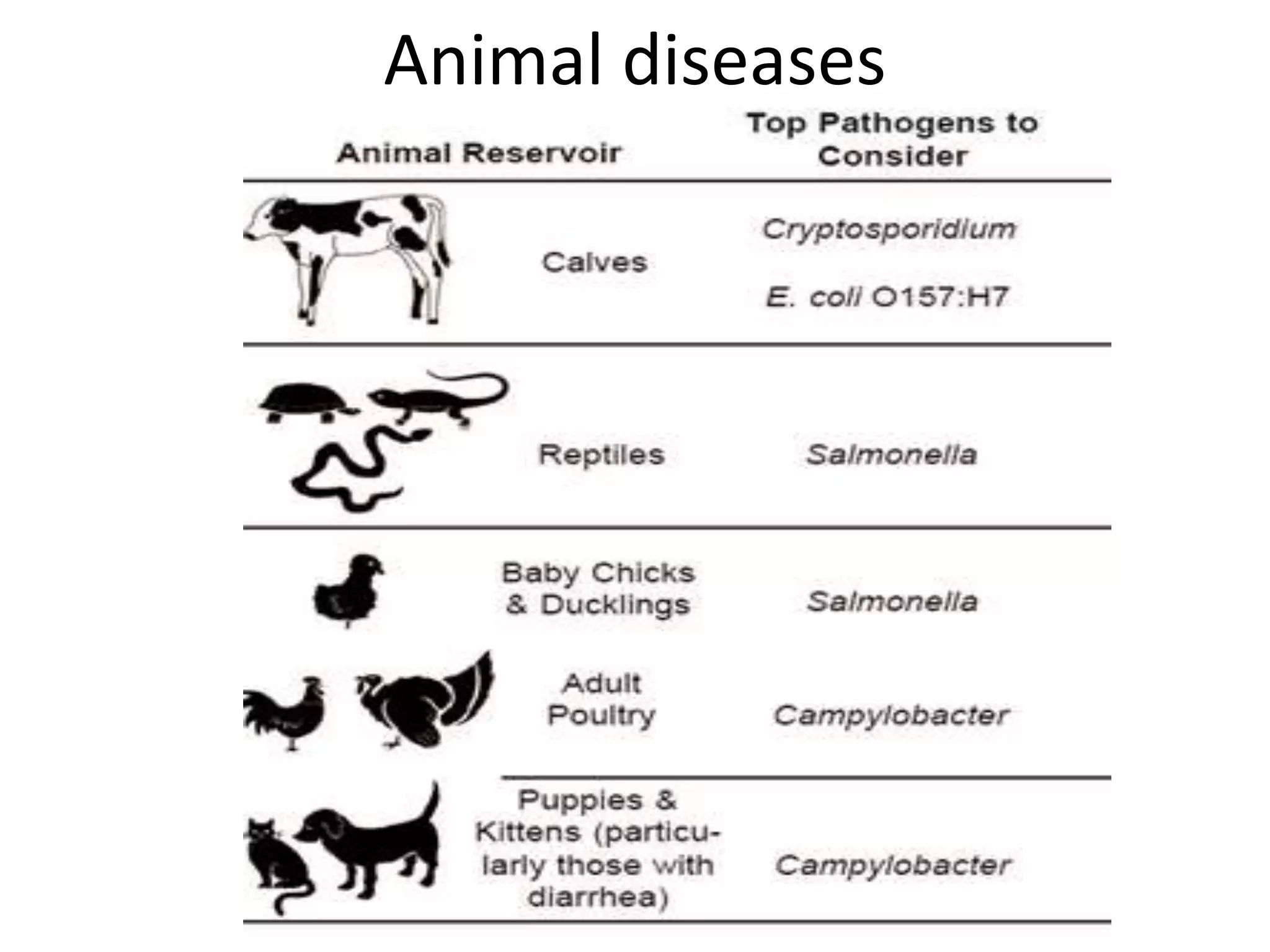 Animal diseases
 