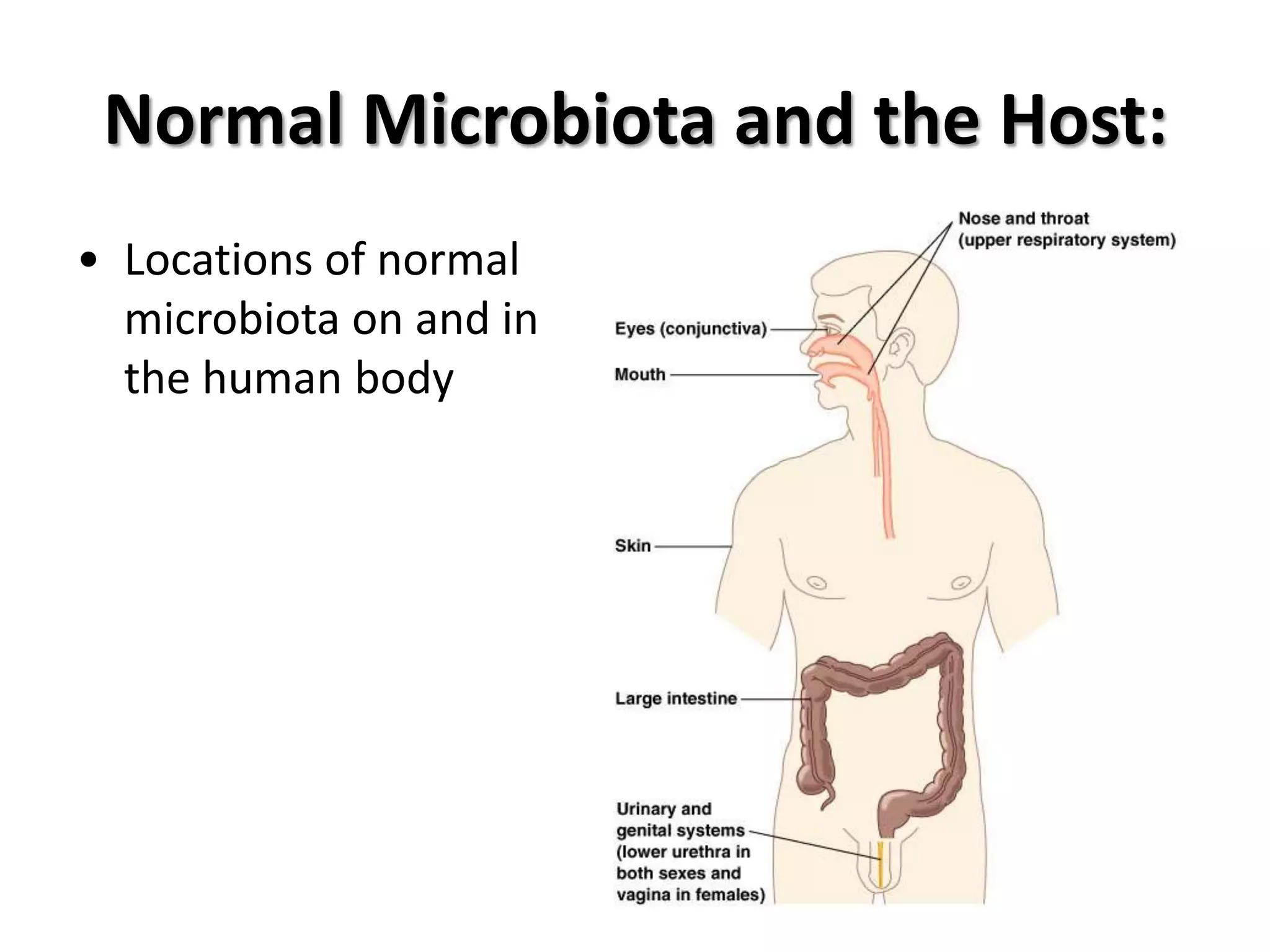 Normal Microbiota and the Host:
• Locations of normal
  microbiota on and in
  the human body
 