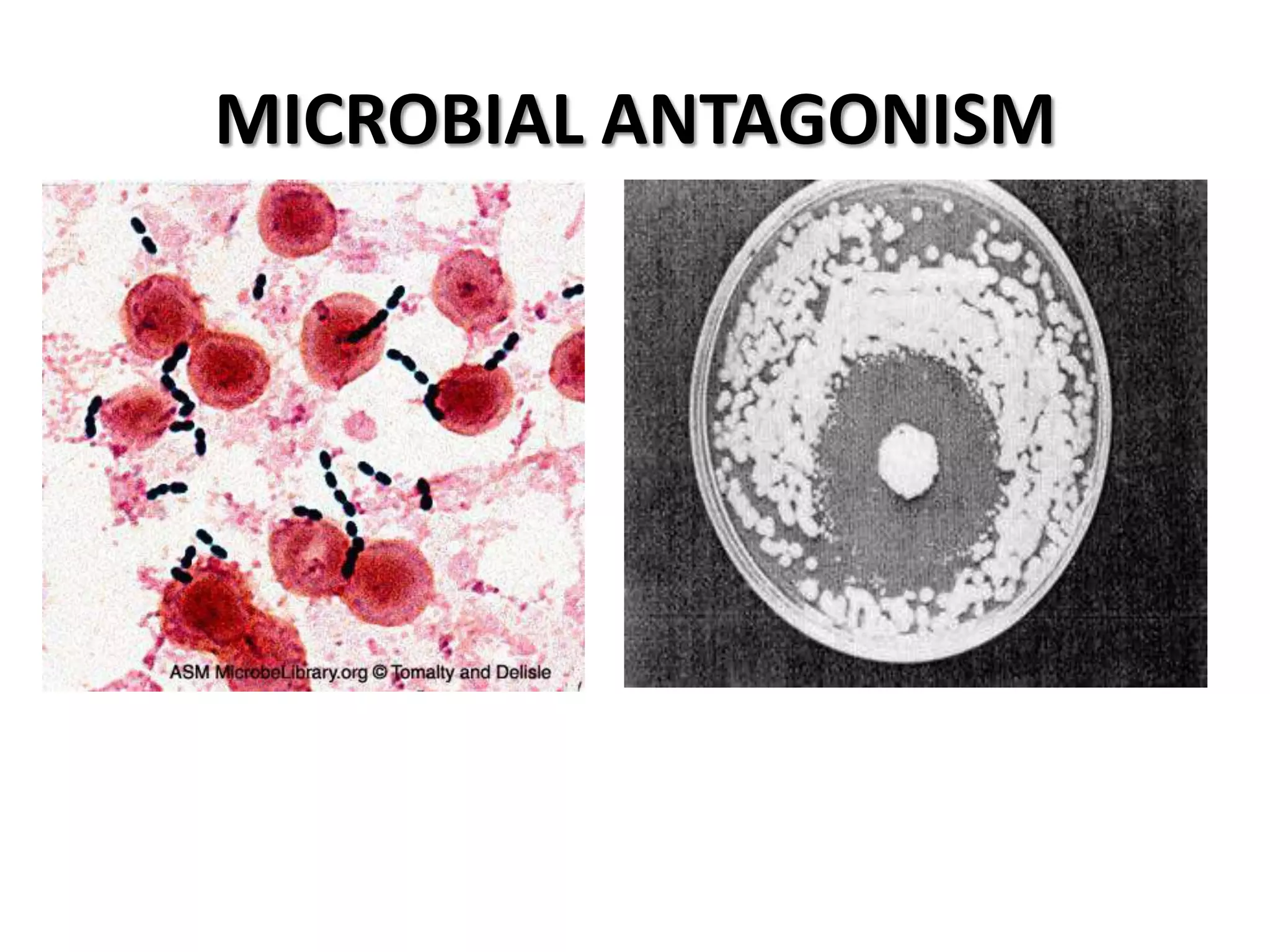 MICROBIAL ANTAGONISM
 