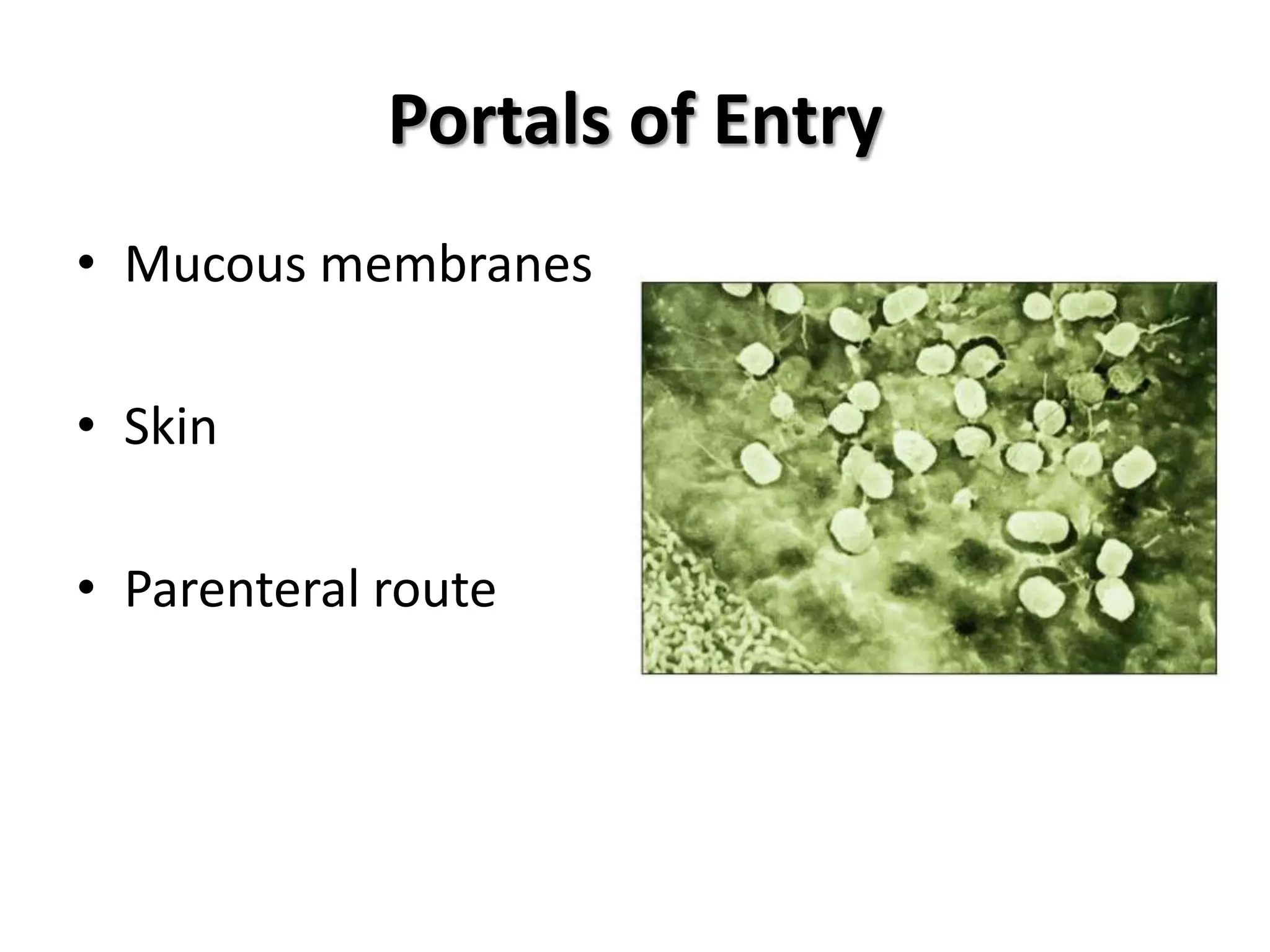 Portals of Entry
• Mucous membranes

• Skin

• Parenteral route
 