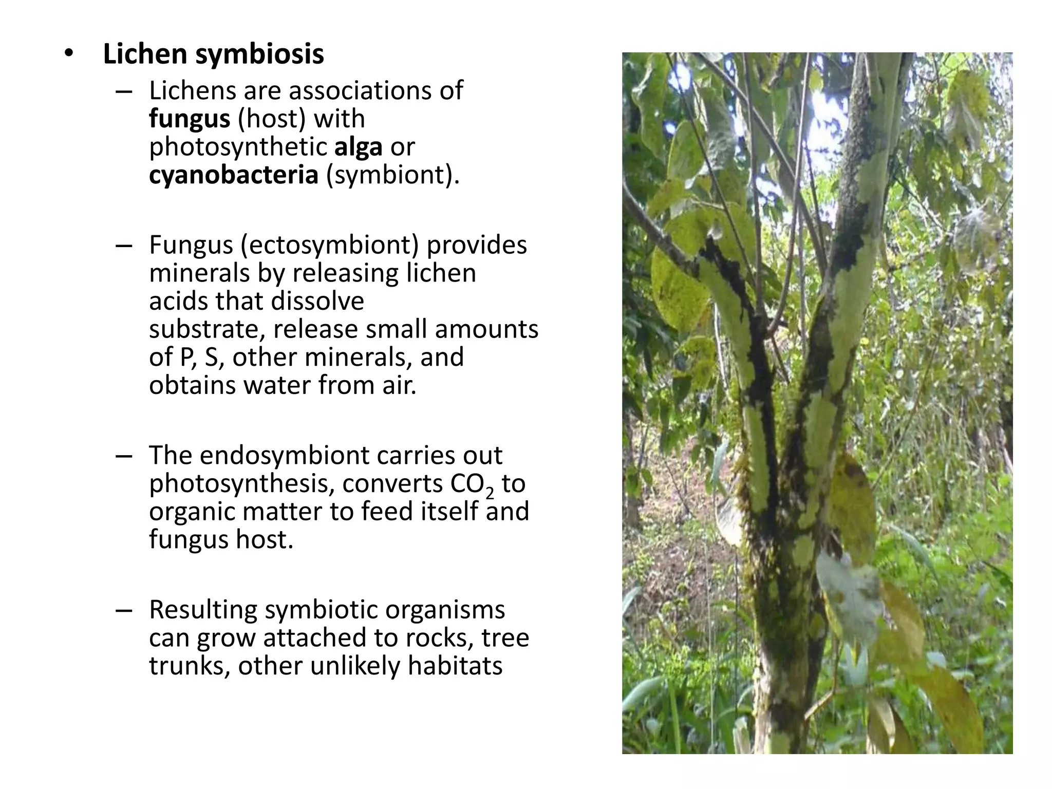 • Lichen symbiosis
   – Lichens are associations of
     fungus (host) with
     photosynthetic alga or
     cyanobacteria (symbiont).

   – Fungus (ectosymbiont) provides
     minerals by releasing lichen
     acids that dissolve
     substrate, release small amounts
     of P, S, other minerals, and
     obtains water from air.

   – The endosymbiont carries out
     photosynthesis, converts CO2 to
     organic matter to feed itself and
     fungus host.

   – Resulting symbiotic organisms
     can grow attached to rocks, tree
     trunks, other unlikely habitats
 