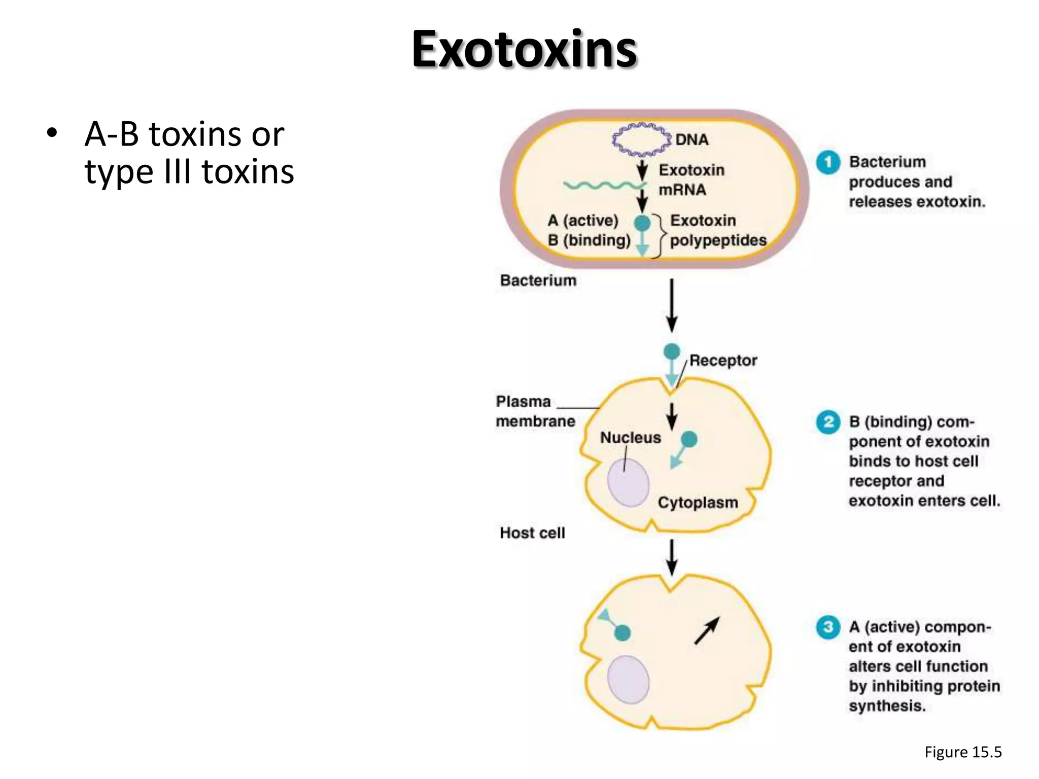 Exotoxins
• A-B toxins or
  type III toxins




                                Figure 15.5
 