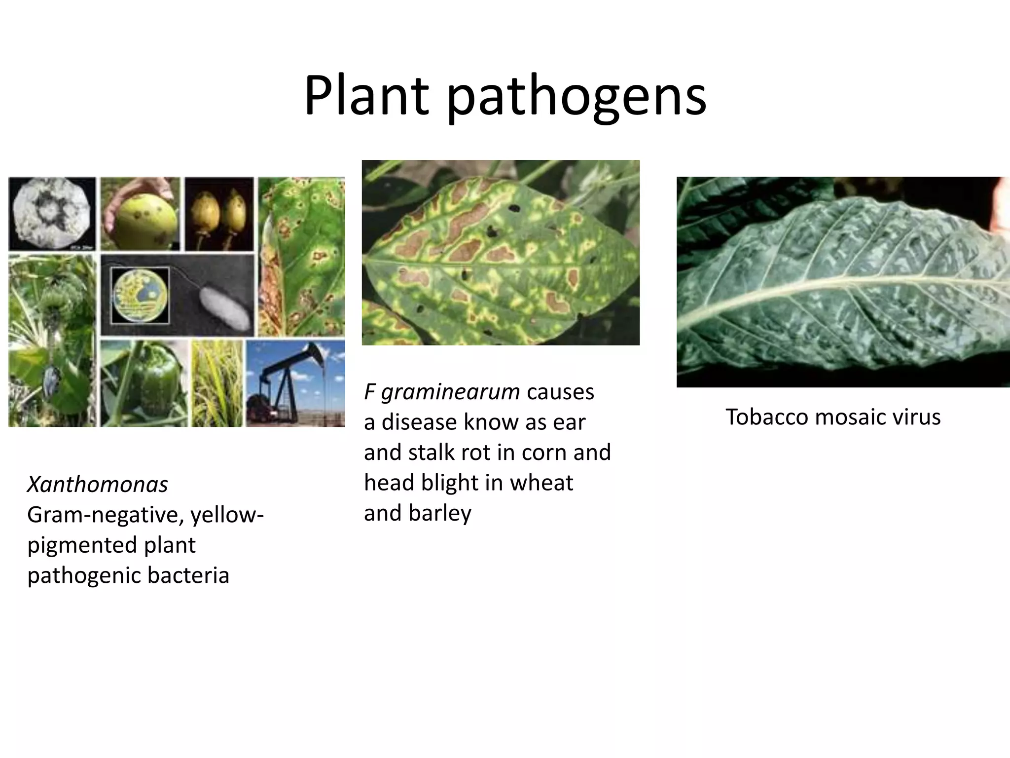 Plant pathogens



                           F graminearum causes
                           a disease know as ear       Tobacco mosaic virus
                           and stalk rot in corn and
Xanthomonas                head blight in wheat
Gram-negative, yellow-     and barley
pigmented plant
pathogenic bacteria
 