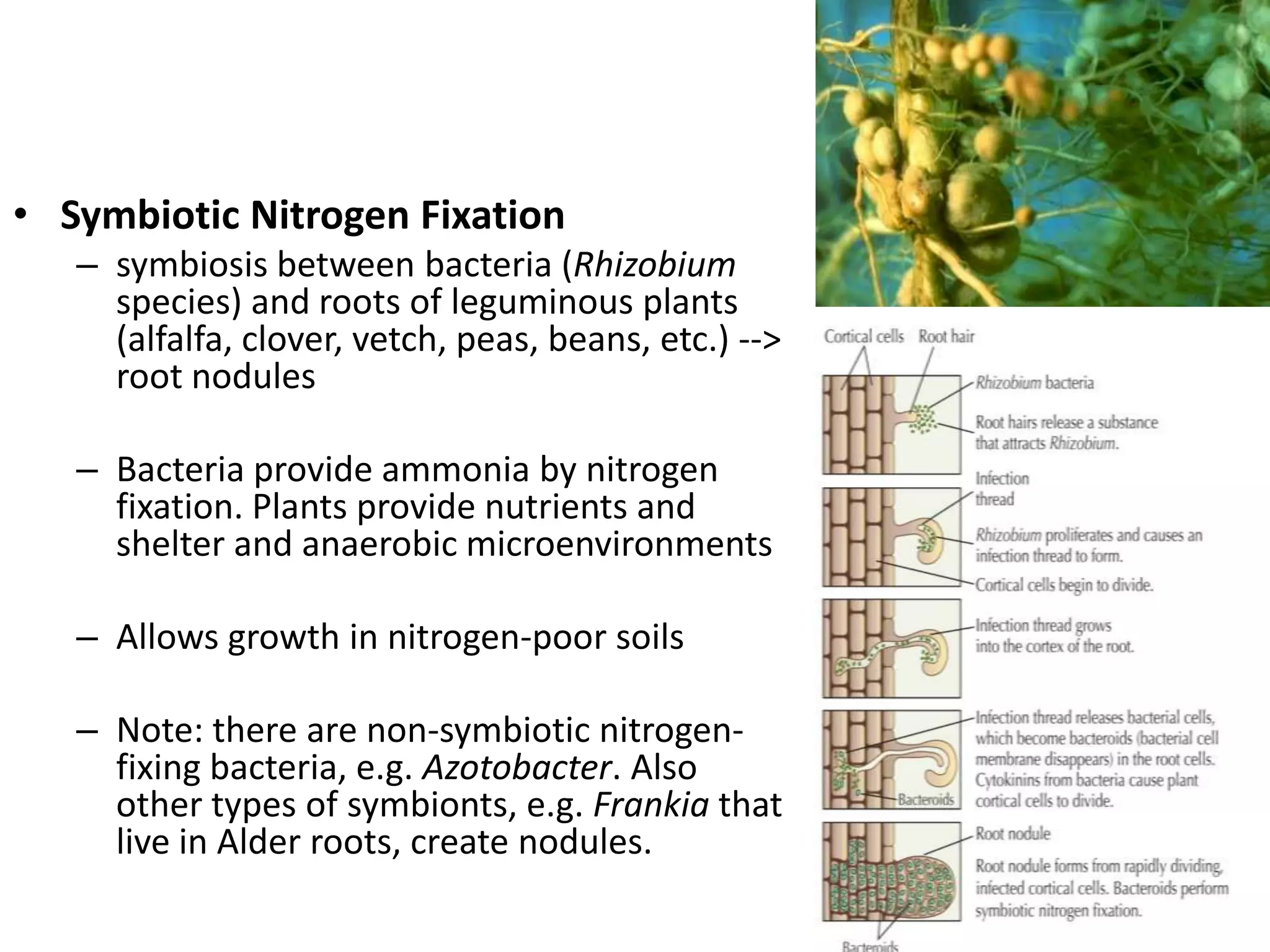 • Symbiotic Nitrogen Fixation
   – symbiosis between bacteria (Rhizobium
     species) and roots of leguminous plants
     (alfalfa, clover, vetch, peas, beans, etc.) -->
     root nodules

   – Bacteria provide ammonia by nitrogen
     fixation. Plants provide nutrients and
     shelter and anaerobic microenvironments

   – Allows growth in nitrogen-poor soils

   – Note: there are non-symbiotic nitrogen-
     fixing bacteria, e.g. Azotobacter. Also
     other types of symbionts, e.g. Frankia that
     live in Alder roots, create nodules.
 